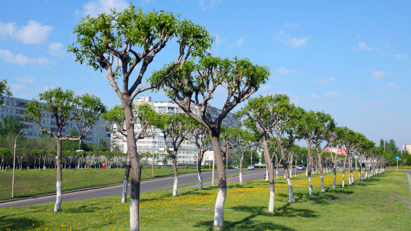 Trimmed Trees